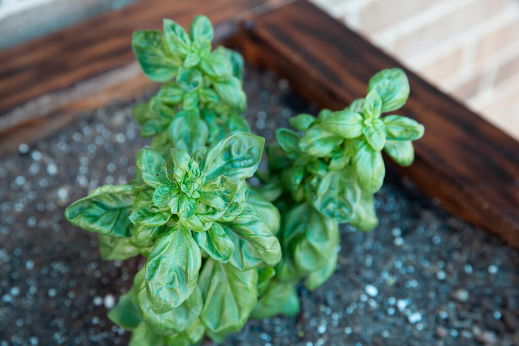 basil growing in a garden